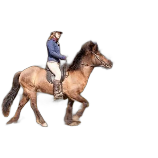 animal, jacket, staff, hat transparent PNG cut-out