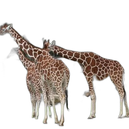 animal, creature, staff, weapon transparent PNG cut-out
