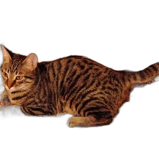 animal, creature, staff, weapon transparent PNG cut-out