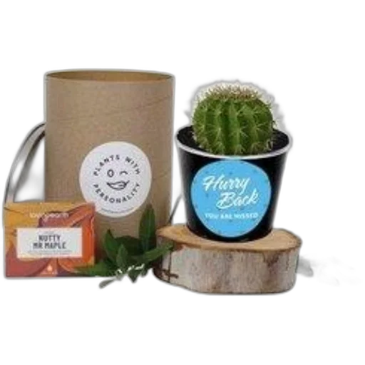 cactus, plant, black, pot transparent PNG cut-out