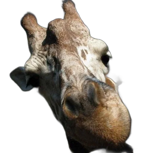 animal, mask, face, creature transparent PNG cut-out