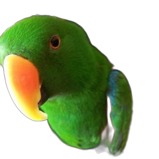 animal, staff, creature, face transparent PNG cut-out