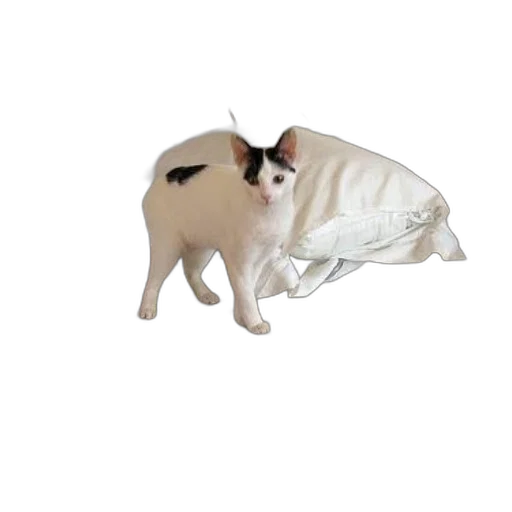 animal, creature, staff, weapon transparent PNG cut-out