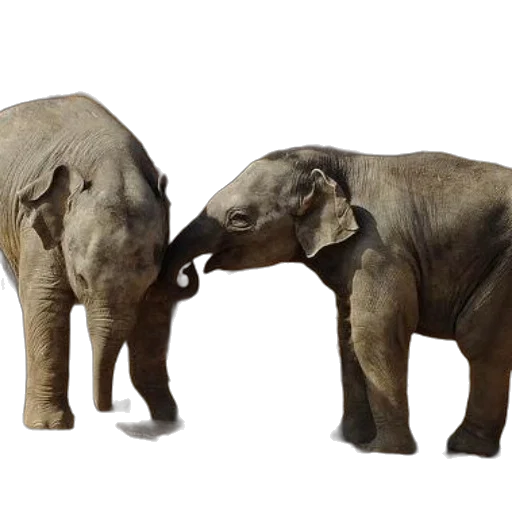 animal, 3d render, photorealistic, concept art transparent PNG cut-out
