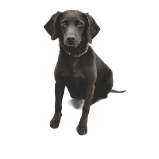 staff, animal, creature, photorealistic transparent PNG cut-out