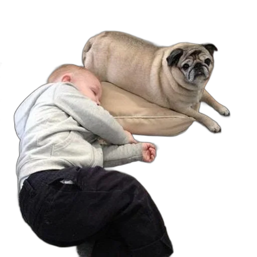 animal, creature, furniture, umbrella transparent PNG cut-out
