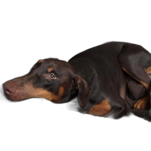 animal, creature, staff, face transparent PNG cut-out