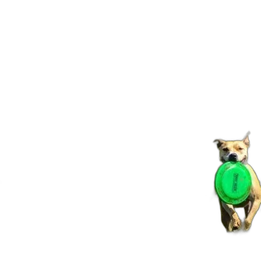 jewelry, animal, staff, creature transparent PNG cut-out