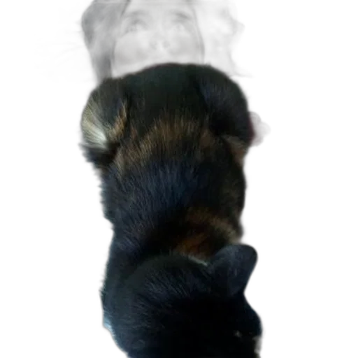 hair, animal, staff, mask transparent PNG cut-out