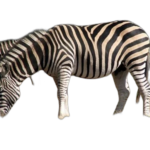 animal, creature, weapon, food transparent PNG cut-out