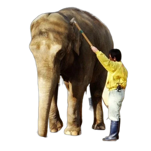 animal, staff, creature, photorealistic transparent PNG cut-out