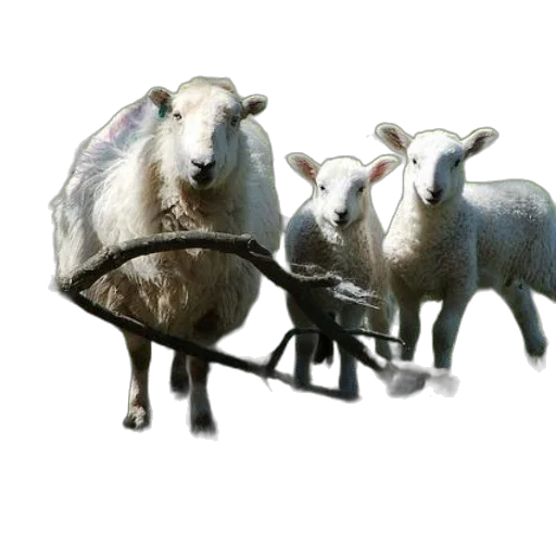 animal, car, jewelry, furniture transparent PNG cut-out