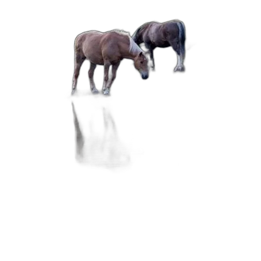 animal, creature, furniture, jewelry transparent PNG cut-out