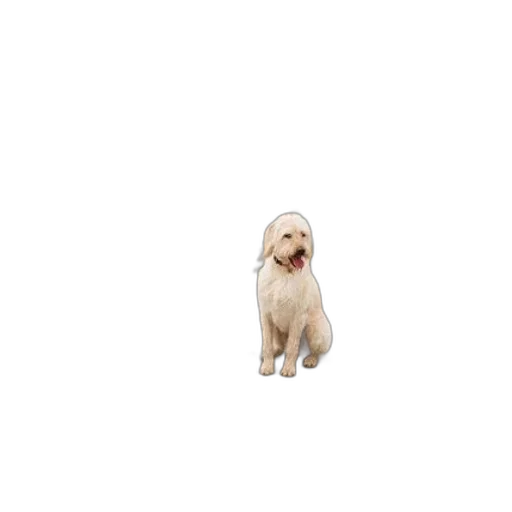 animal, creature, hair, staff transparent PNG cut-out