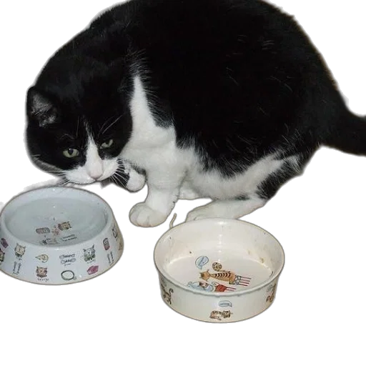 food, black, white, cat transparent PNG cut-out