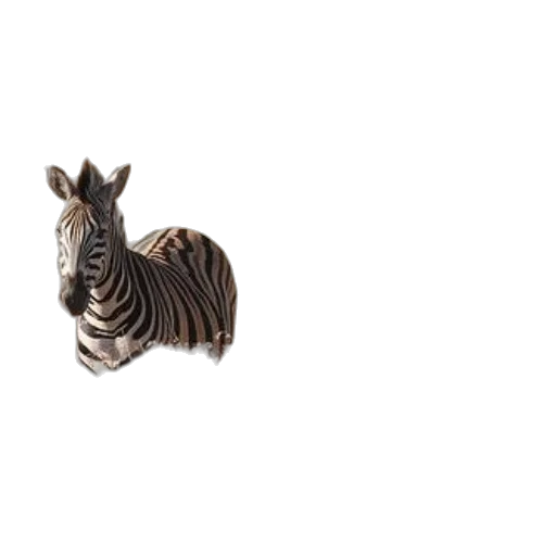 animal, jewelry, creature, furniture transparent PNG cut-out