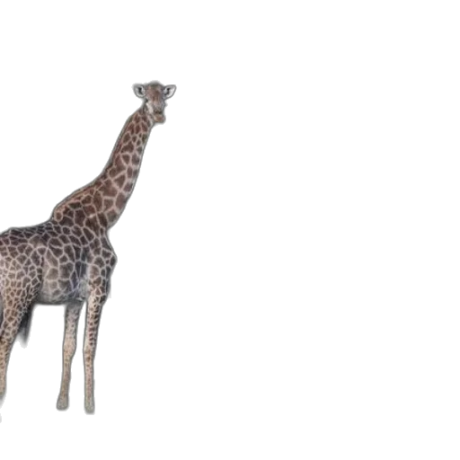 animal, creature, staff, weapon transparent PNG cut-out