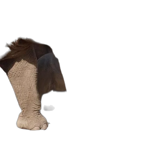 hat, hair, animal, shoes transparent PNG cut-out