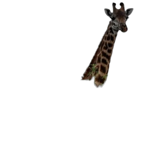 animal, creature, weapon, staff transparent PNG cut-out