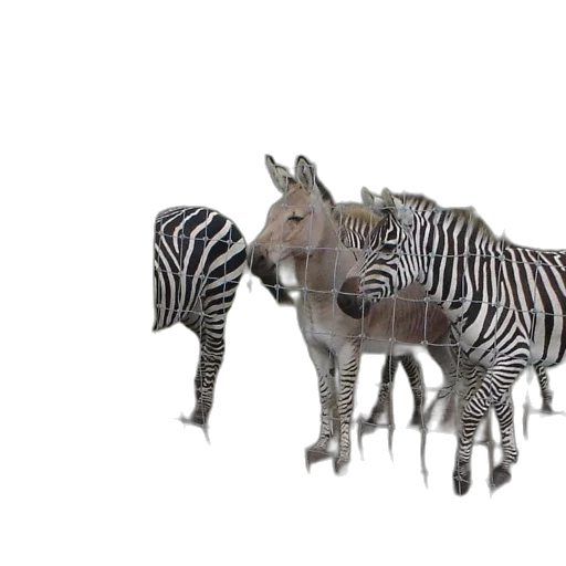 animal, creature, weapon, furniture transparent PNG cut-out