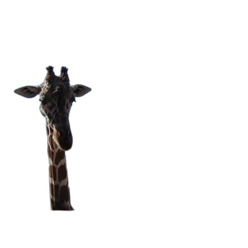 animal, staff, creature, umbrella transparent PNG cut-out