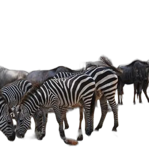 animal, creature, furniture, weapon transparent PNG cut-out