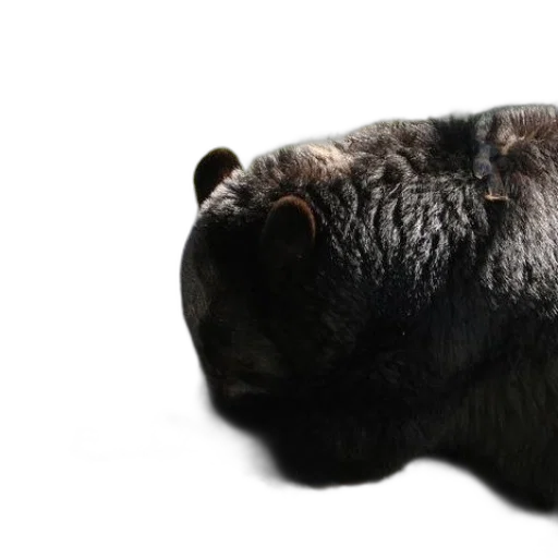 animal, creature, mask, face transparent PNG cut-out