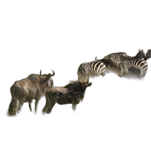 animal, jewelry, creature, weapon transparent PNG cut-out