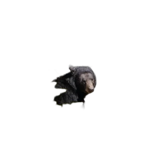 animal, hair, creature, hat transparent PNG cut-out