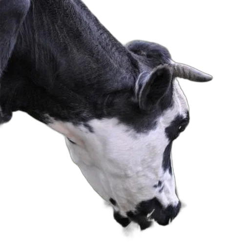 animal, mask, face, food transparent PNG cut-out