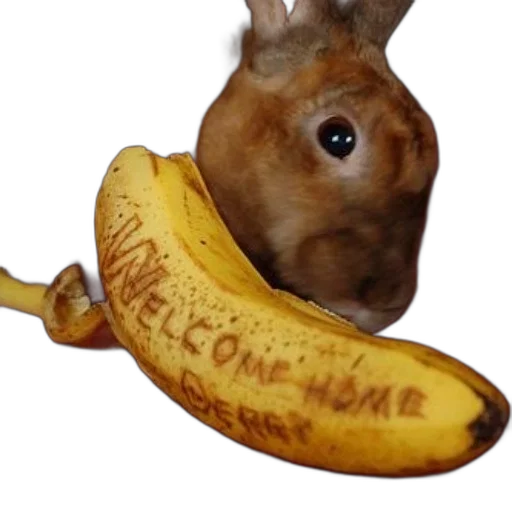 animal, creature, food, staff transparent PNG cut-out