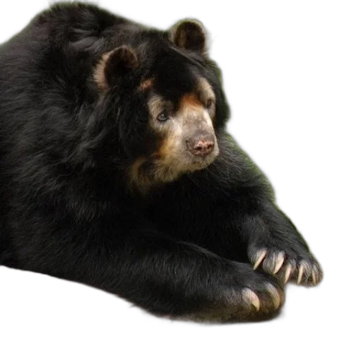 animal, creature, photorealistic, black transparent PNG cut-out