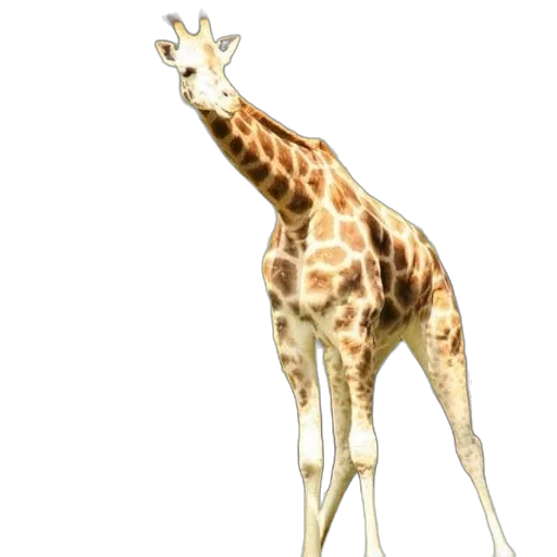 animal, creature, staff, weapon transparent PNG cut-out