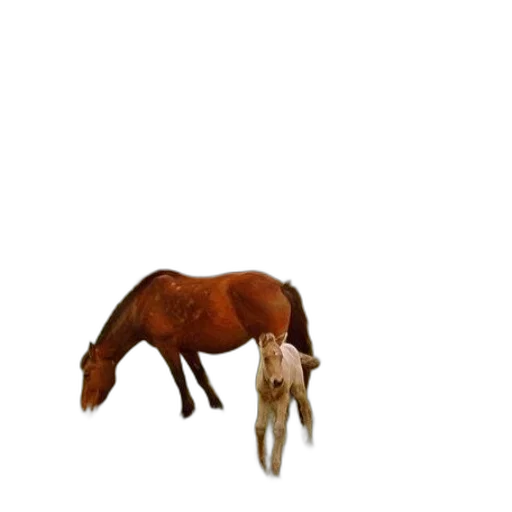 animal, creature, hair, hat transparent PNG cut-out