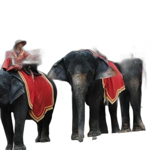 animal, concept art, three, elephants transparent PNG cut-out