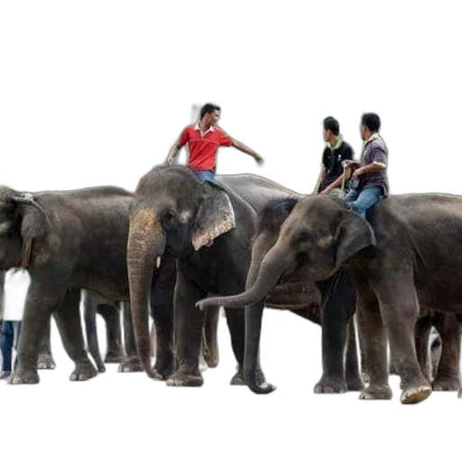 animal, concept art, forest, people transparent PNG cut-out