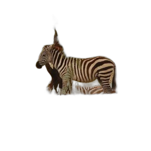animal, creature, staff, jewelry transparent PNG cut-out
