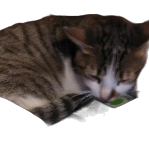 creature, animal, food, hat transparent PNG cut-out