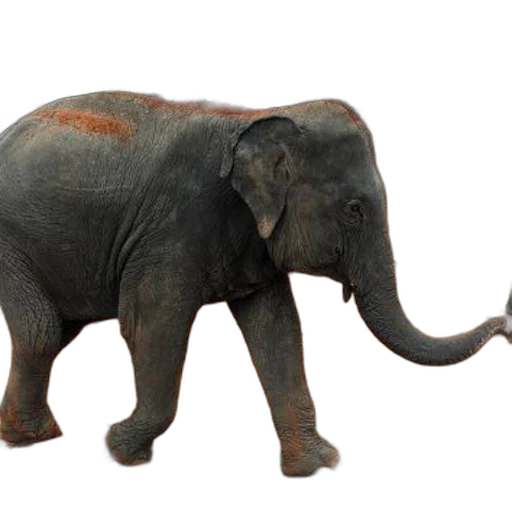 animal, creature, staff, weapon transparent PNG cut-out