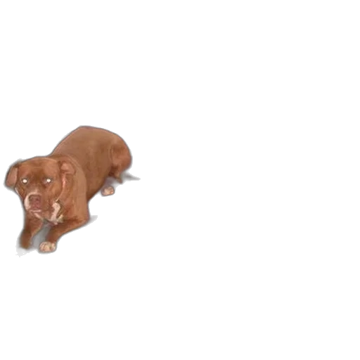 animal, creature, food, weapon transparent PNG cut-out