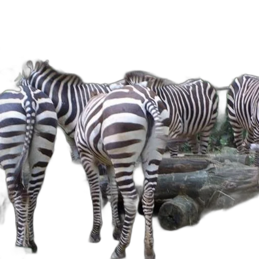 animal, creature, furniture, staff transparent PNG cut-out