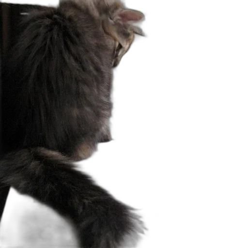 animal, hair, creature, staff transparent PNG cut-out