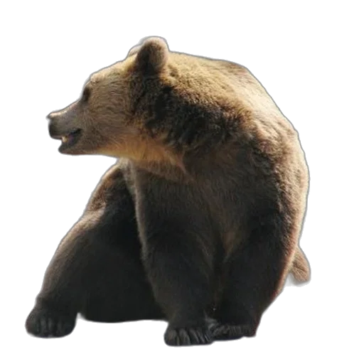 animal, creature, staff, face transparent PNG cut-out
