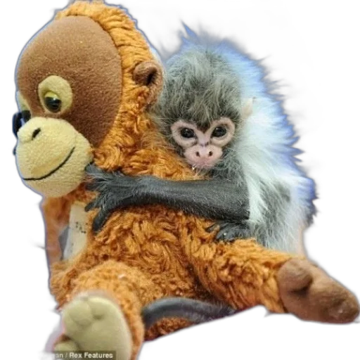 animal, creature, staff, jacket transparent PNG cut-out