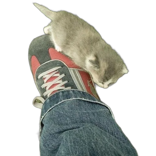 shoes, animal, creature, staff transparent PNG cut-out