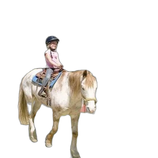 animal, hat, creature, photorealistic transparent PNG cut-out