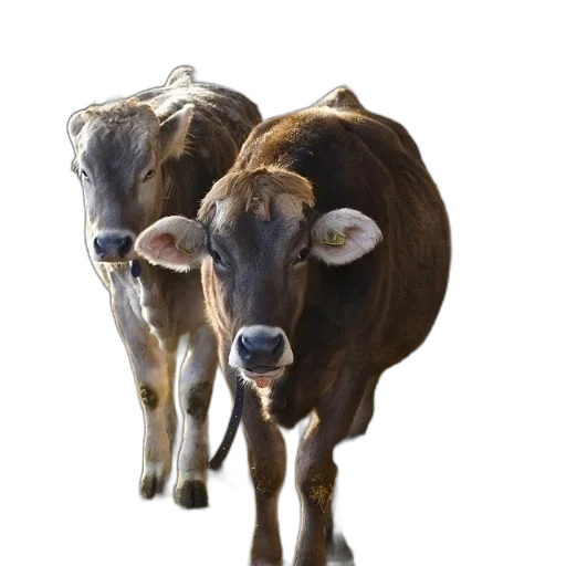 animal, jewelry, mask, food transparent PNG cut-out