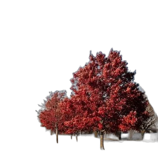 tree, crown, umbrella, building transparent PNG cut-out
