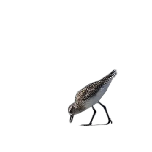 animal, shoes, creature, dress transparent PNG cut-out