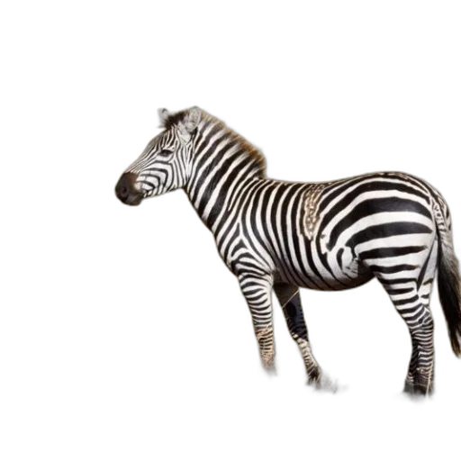 animal, creature, jewelry, furniture transparent PNG cut-out